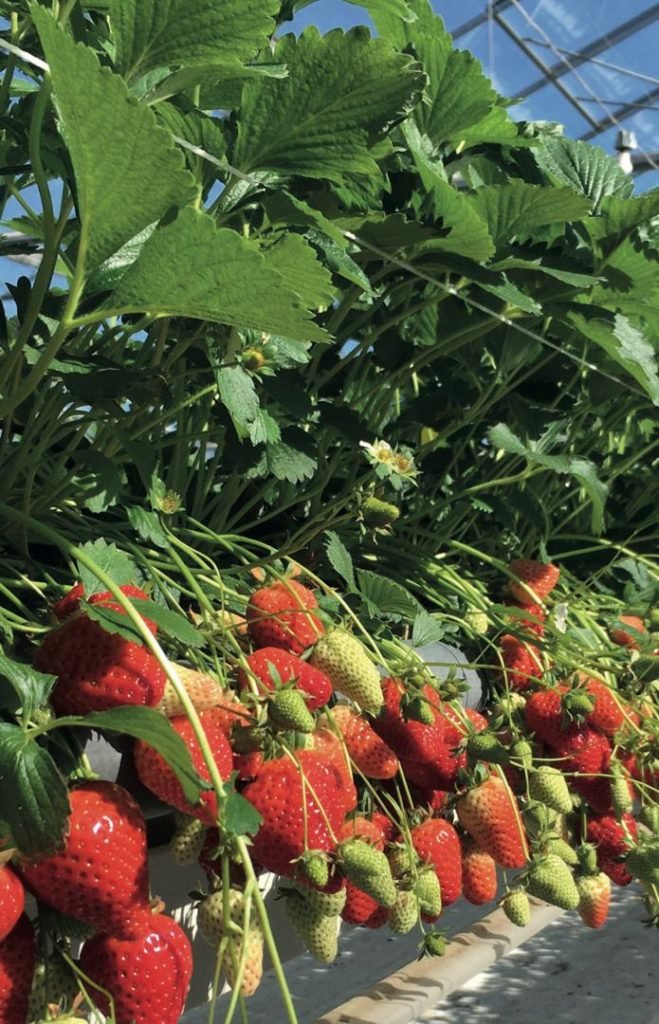 $410 M Fruit Surge Opens China Market for South Africa