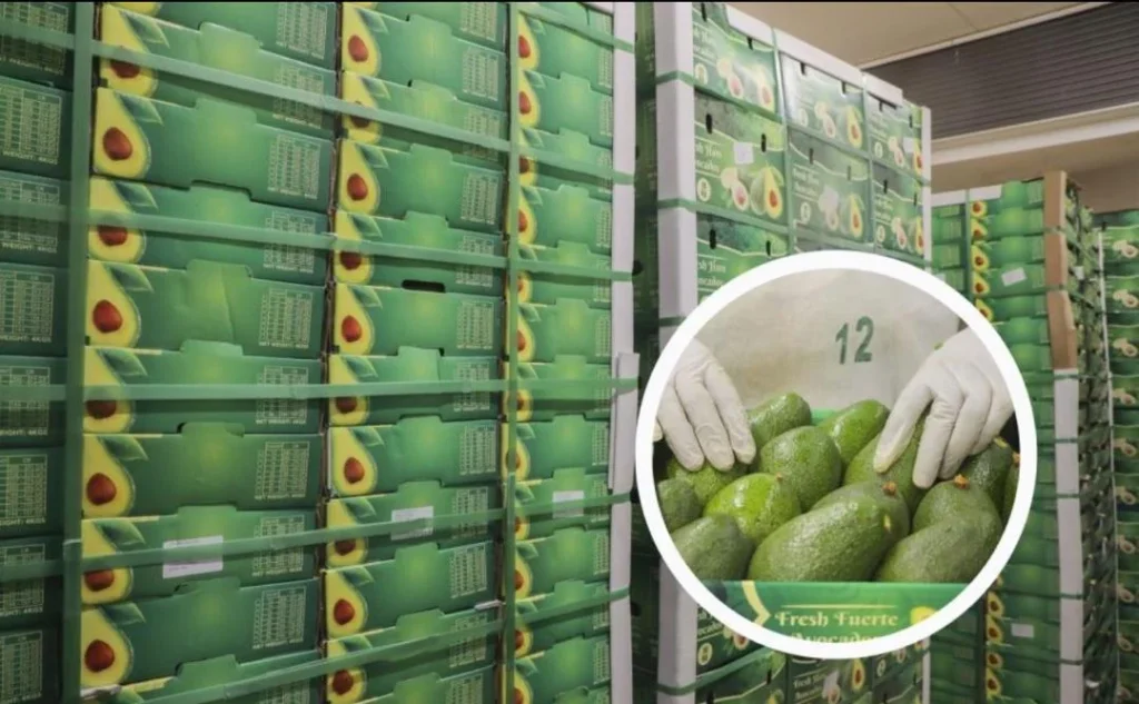 exporting Rwanda’s avocados to China