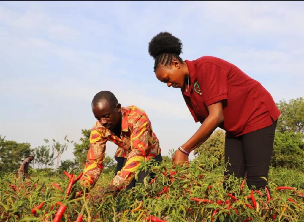Dried Chili Export to China