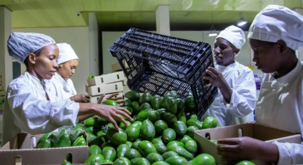 china rwanda avocado deal