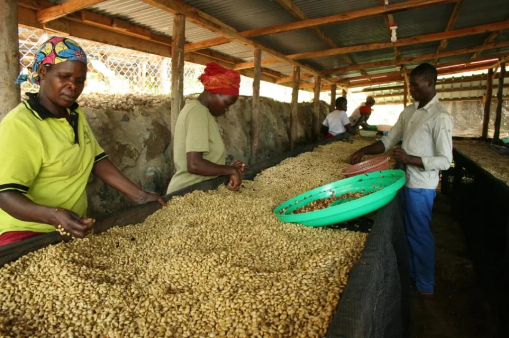 coffee to provide meaningful jobs and stable income