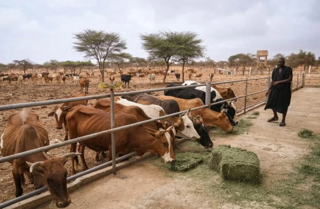 Africa’s Livestock