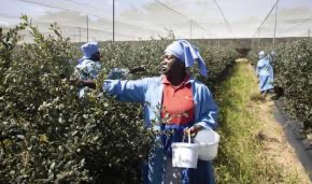 Zimbabwe agriculture exports