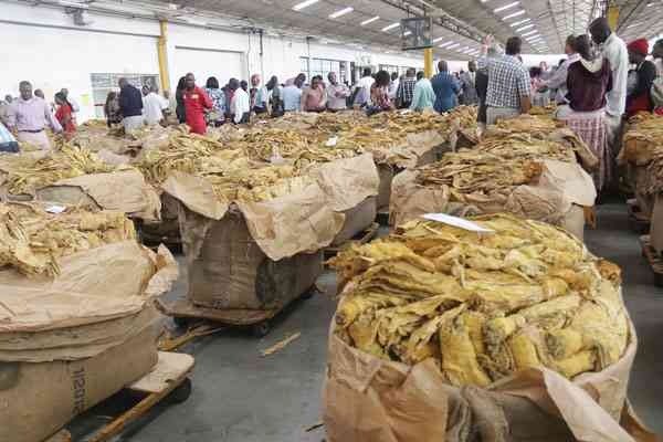 $1.2 billion tobacco harvest