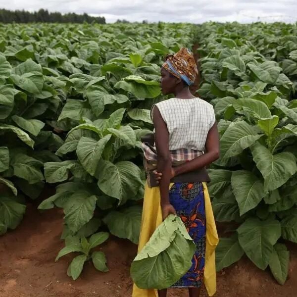 Zimbabwe’s $1.2 Billion Tobacco Harvest Deepens China Trade Ties