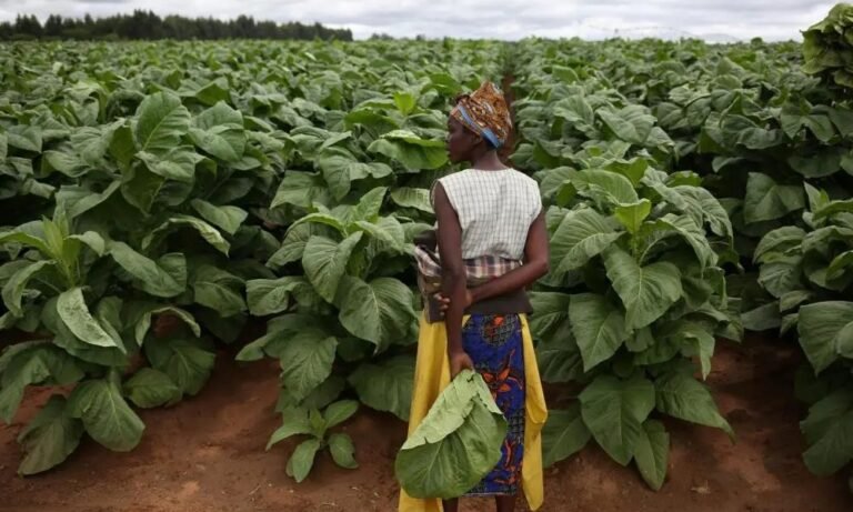 Zimbabwe’s $1.2 Billion Tobacco Harvest Deepens China Trade Ties