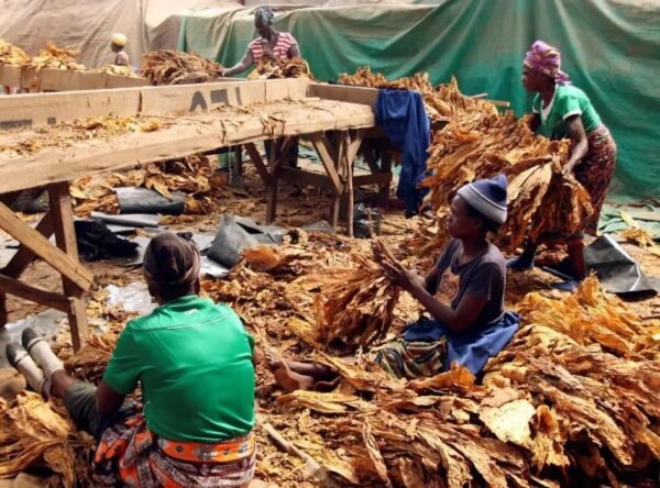 Zimbabwe $1.2 billion tobacco harvest