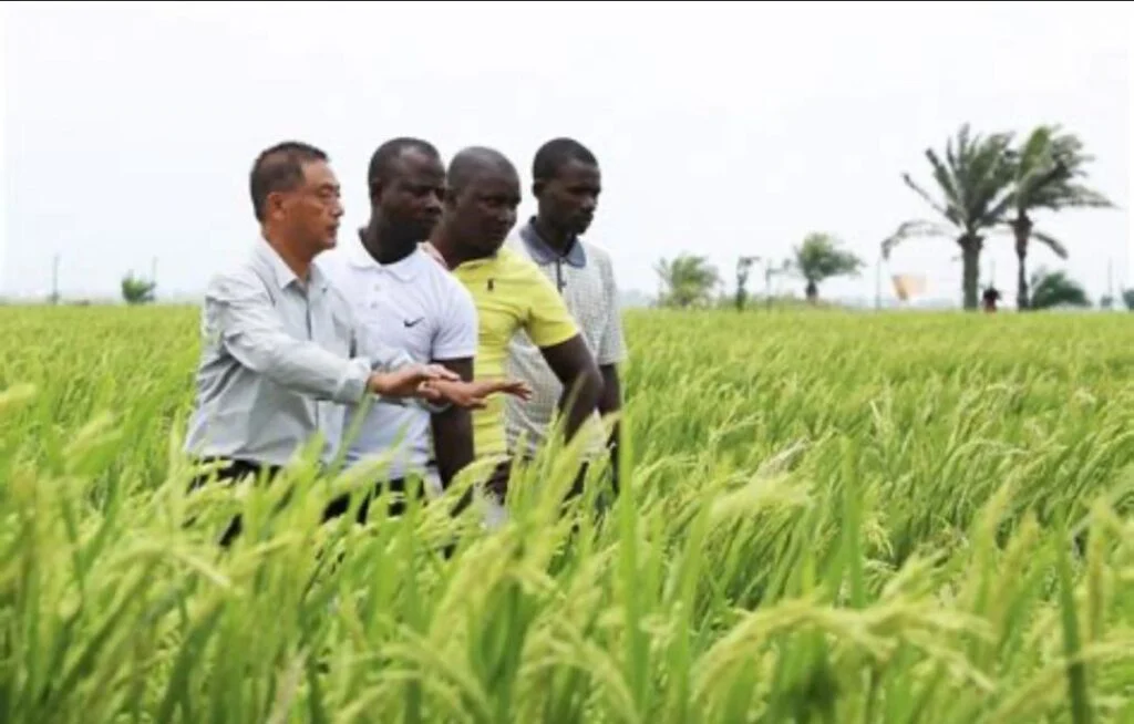 China increases Uganda Rice Production