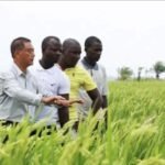 China increases Uganda Rice Production