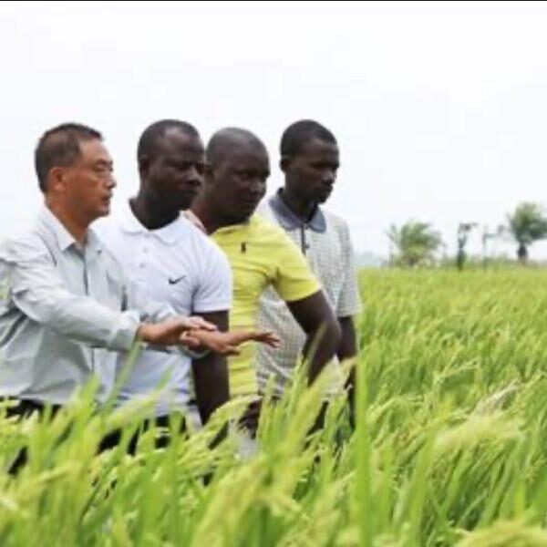 China increases Uganda Rice Production