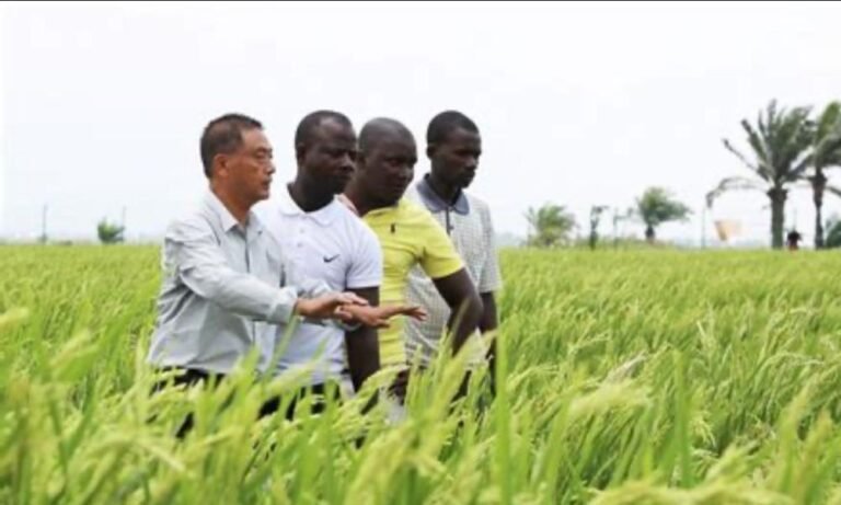 China increases Uganda Rice Production