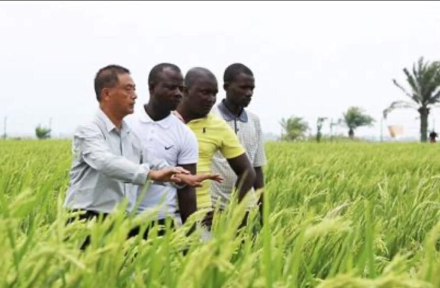China increases Uganda Rice Production
