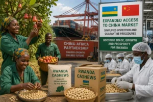 Rwanda’s Cashew Sector Gains New Momentum as China Opens Market Wider to African Exports