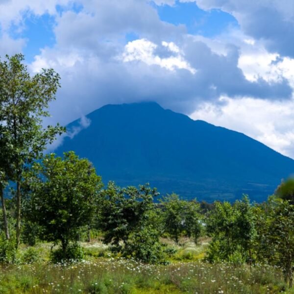 From Farms to Forests: How Communities Around Volcanoes National Park Are Redefining Conservation