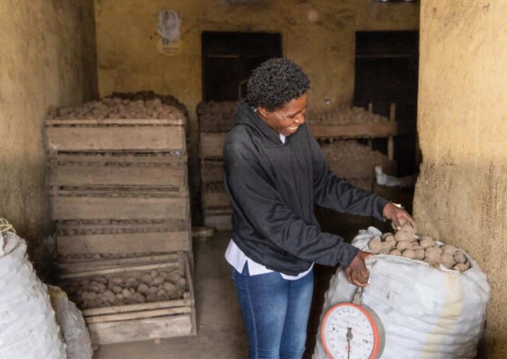 Nestled in Kinigi Sector near Volcanoes National Park, the fields produced Irish potatoes