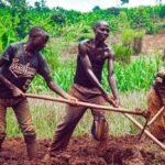 agricultural modernisation Uganda