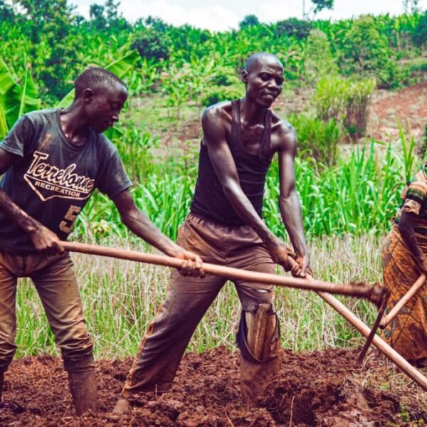 agricultural modernisation Uganda