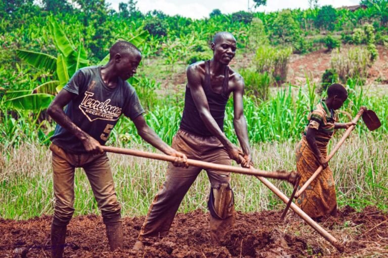 agricultural modernisation Uganda